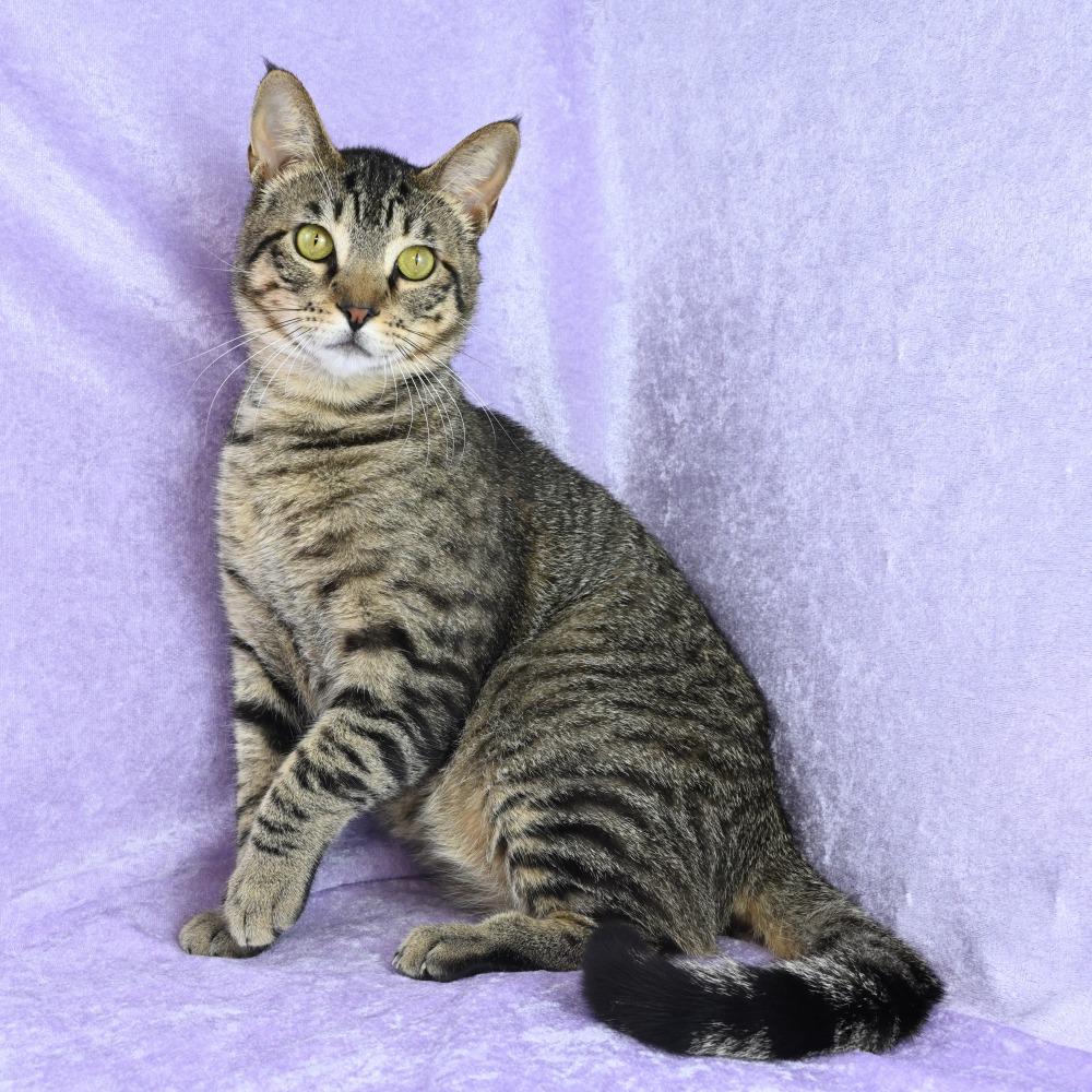Enlarge Louis, a Adoptable Domestic Short Hair in Mobile, AL image 2/6
