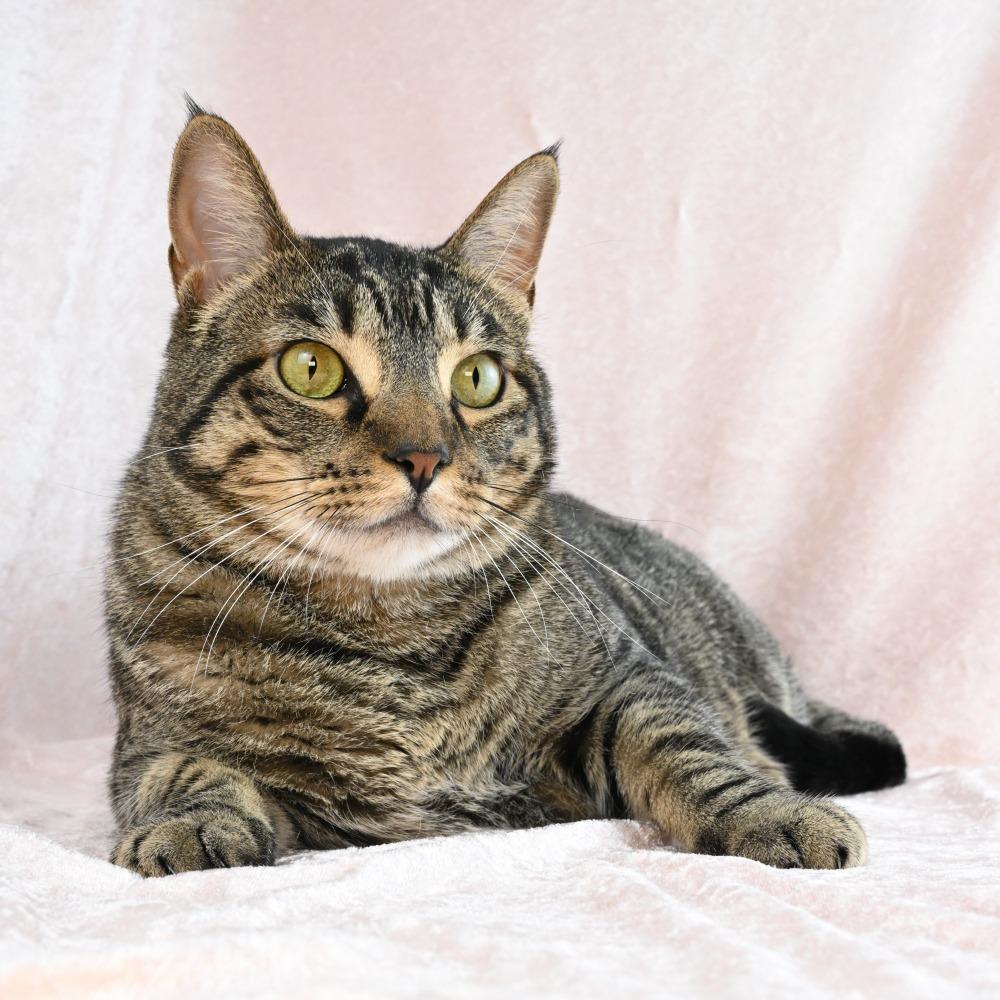 Enlarge Louis, a Adoptable Domestic Short Hair in Mobile, AL image 2/6