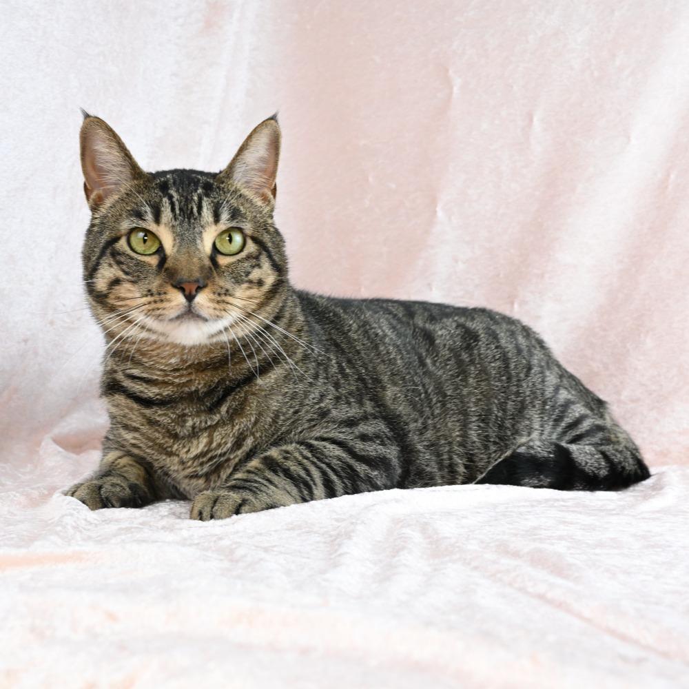 Enlarge Louis, a Adoptable Domestic Short Hair in Mobile, AL image 3/6