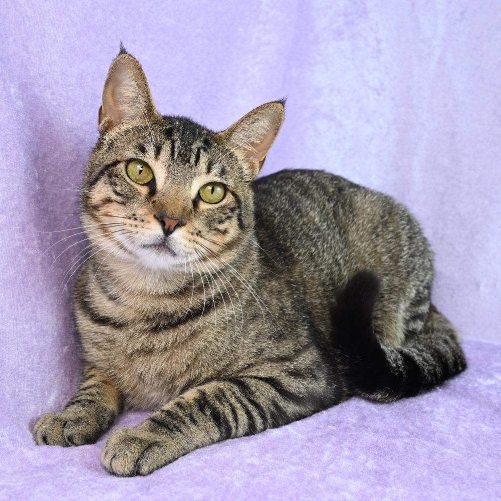 Enlarge Louis, a Adoptable Domestic Short Hair in Mobile, AL image 3/6