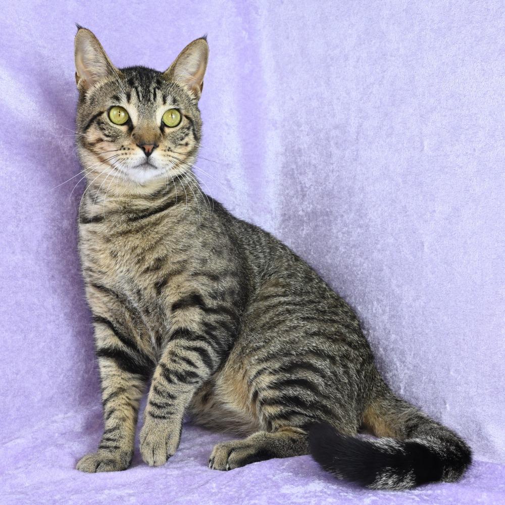 Enlarge Louis, a Adoptable Domestic Short Hair in Mobile, AL image 4/6