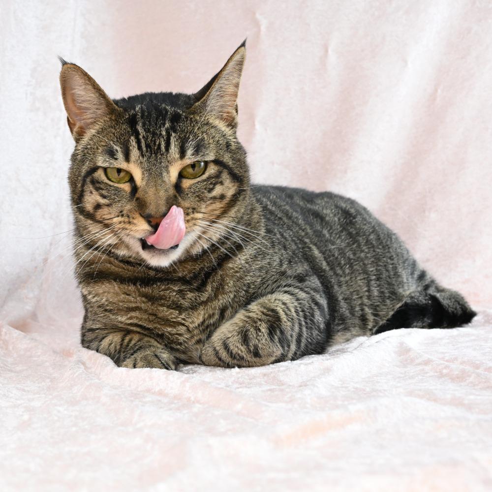 Enlarge Louis, a Adoptable Domestic Short Hair in Mobile, AL image 4/6