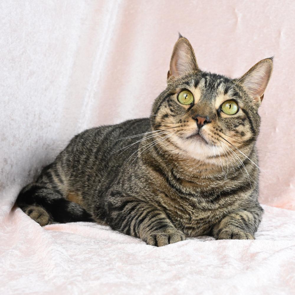Enlarge Louis, a Adoptable Domestic Short Hair in Mobile, AL image 5/6