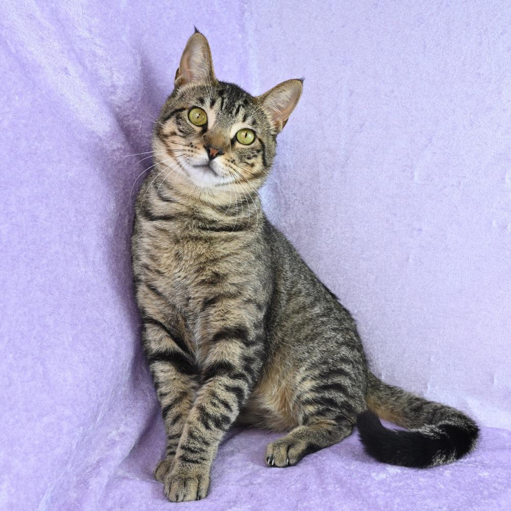 Enlarge Louis, a Adoptable Domestic Short Hair in Mobile, AL image 6/6