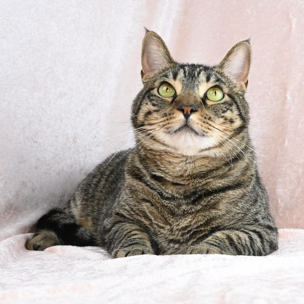 Enlarge Louis, a Adoptable Domestic Short Hair in Mobile, AL image 6/6