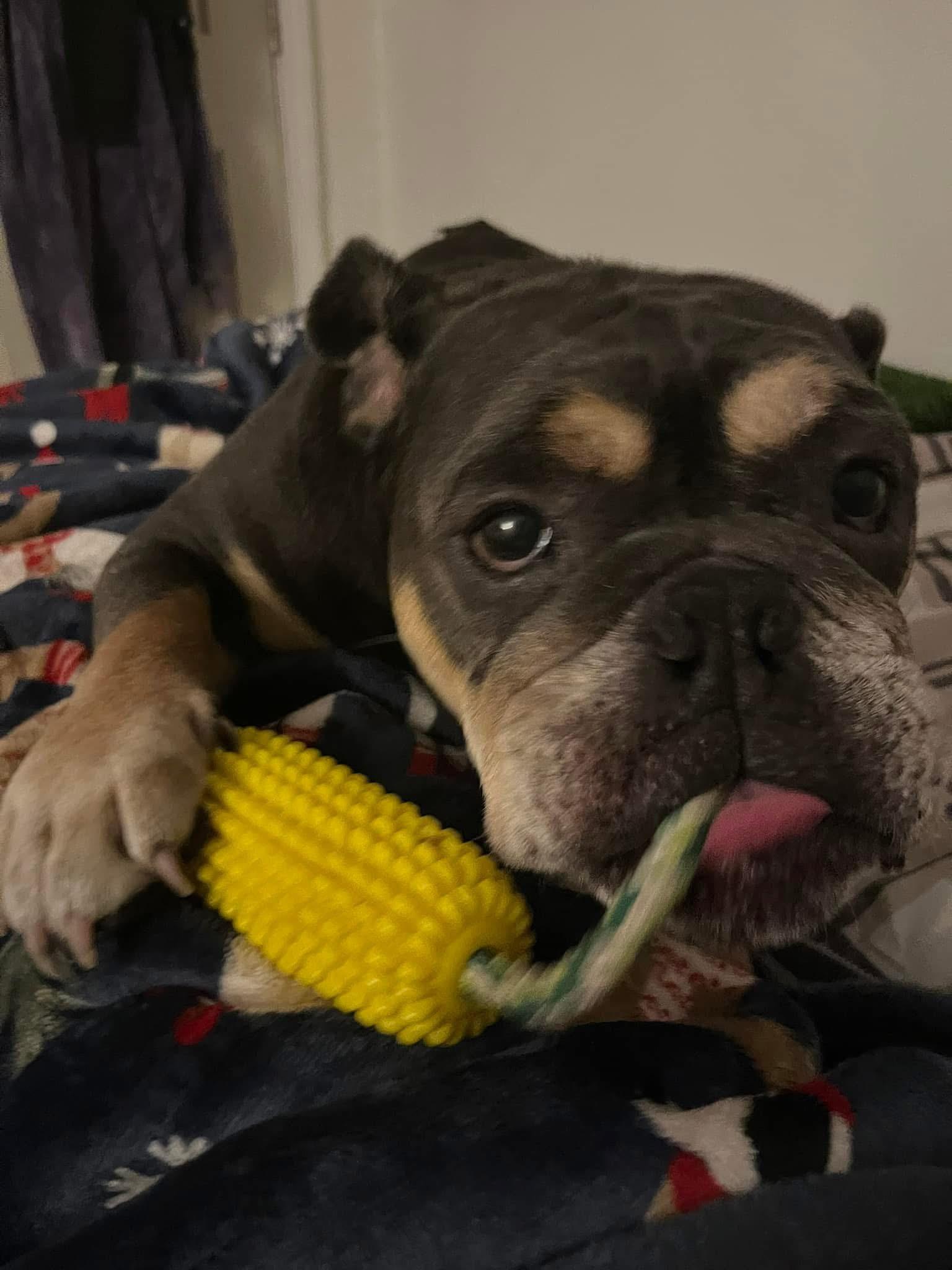 Andy, Adoptable, Adult Male American Bulldog.