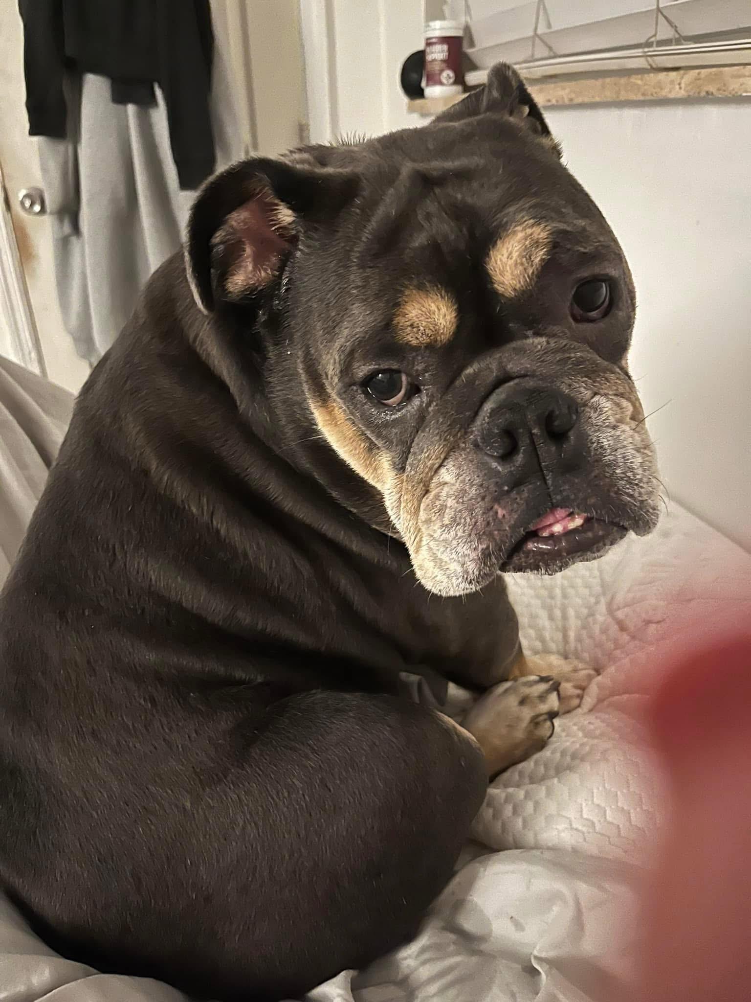 Andy, a Adoptable American Bulldog in Coral Springs, FL image 2/2