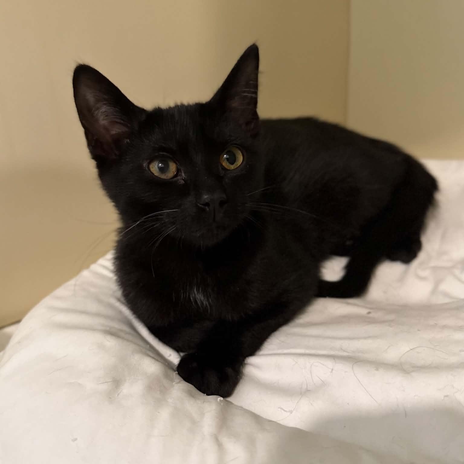 Piccolo, a ADOPTABLE mixed breed in Penn Yan, NY image 2/2