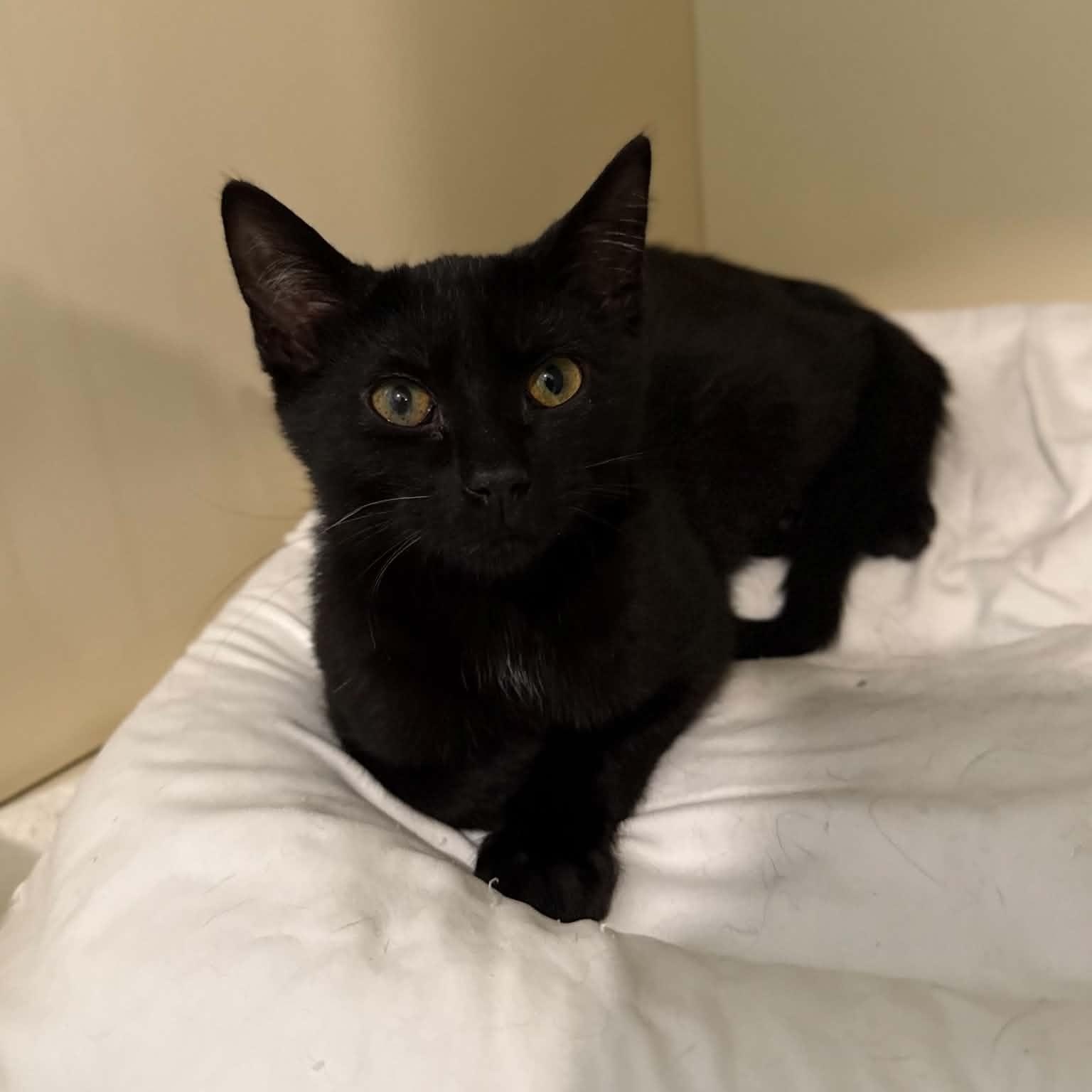 Piccolo, ADOPTABLE, Kitten Male Domestic Short Hair.