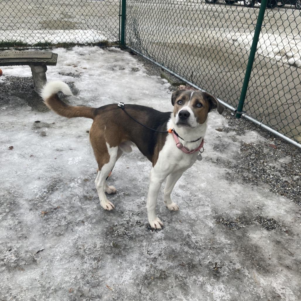Enlarge Rosco, a Adoptable mixed breed in Pittsford, VT image 1/2