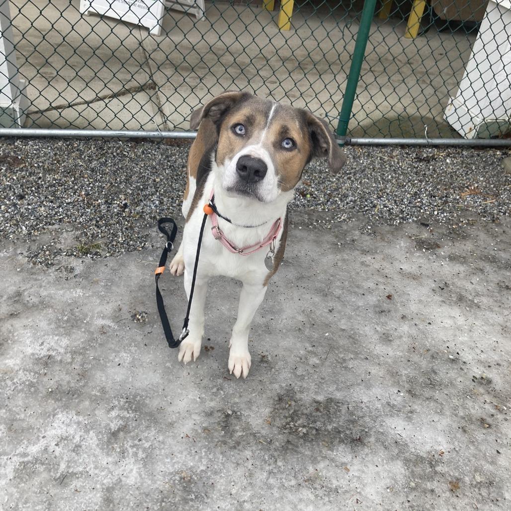 Enlarge Rosco, a Adoptable mixed breed in Pittsford, VT image 2/2