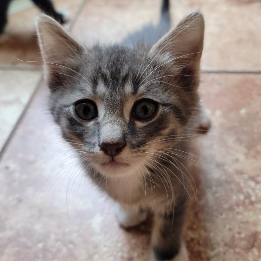 Thunder, Adoptable, Kitten Male Domestic Short Hair.