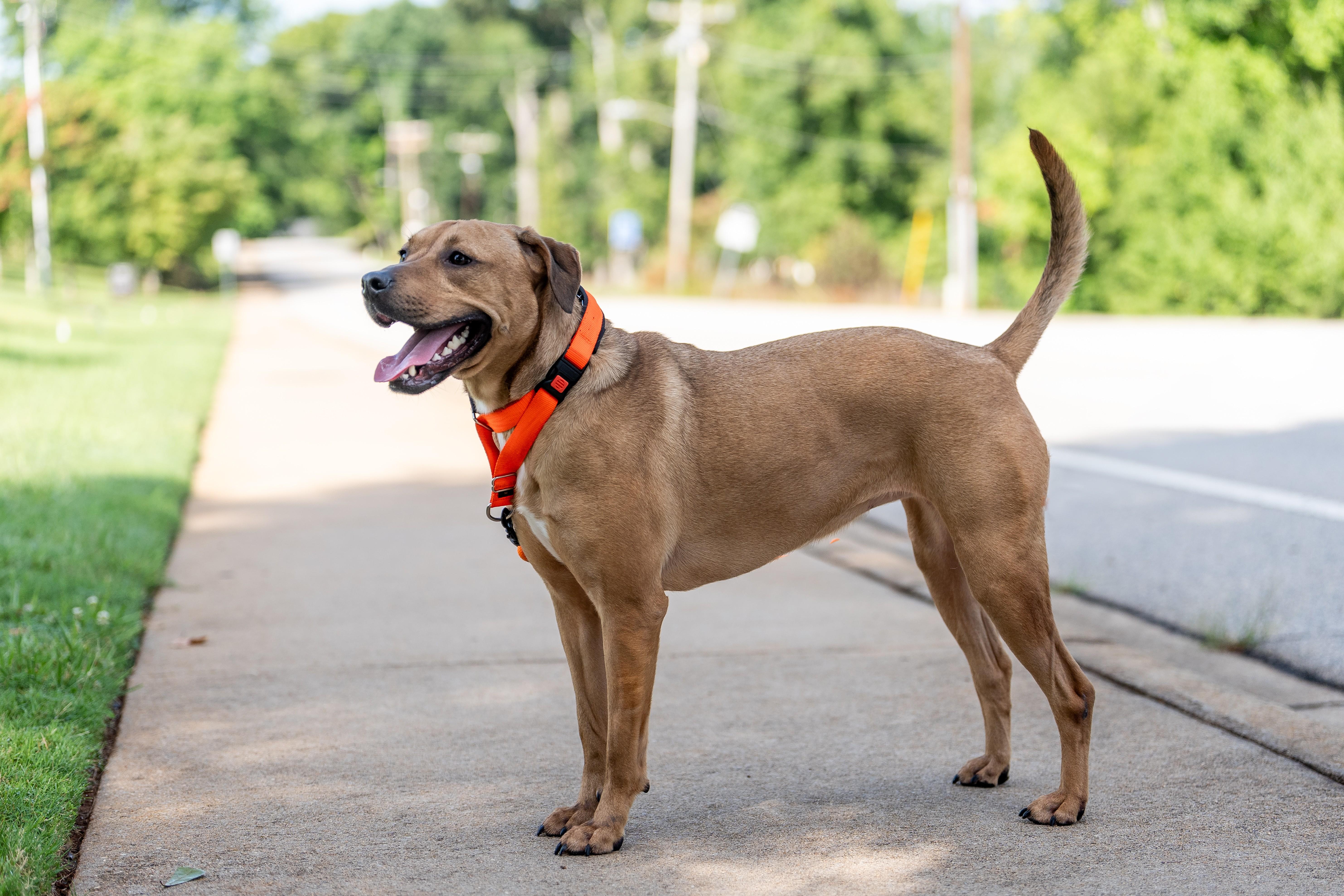 Enlarge Penny, a Adoptable mixed breed in Greenville, SC image 1/3