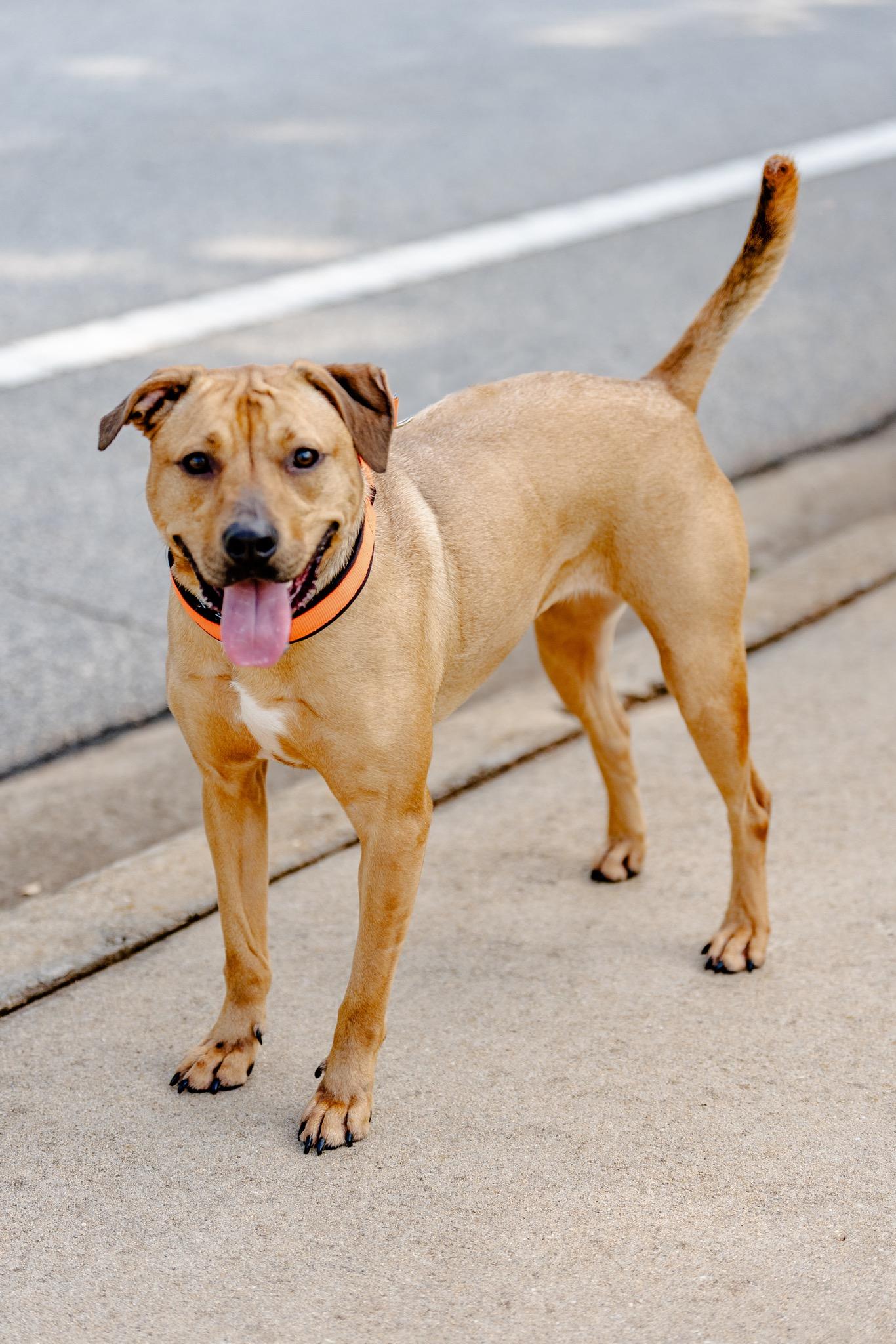 Penny, a ADOPTABLE mixed breed in Greenville, SC image 2/2