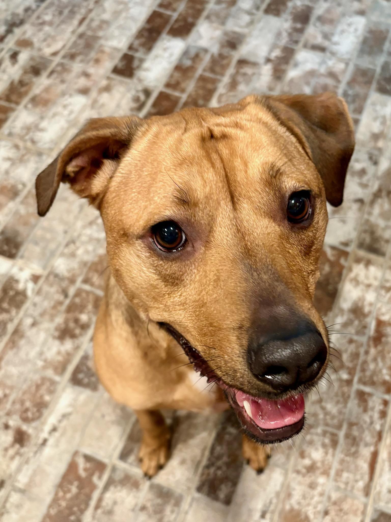 Penny, ADOPTABLE, Young Female Boxer & Labrador Retriever.
