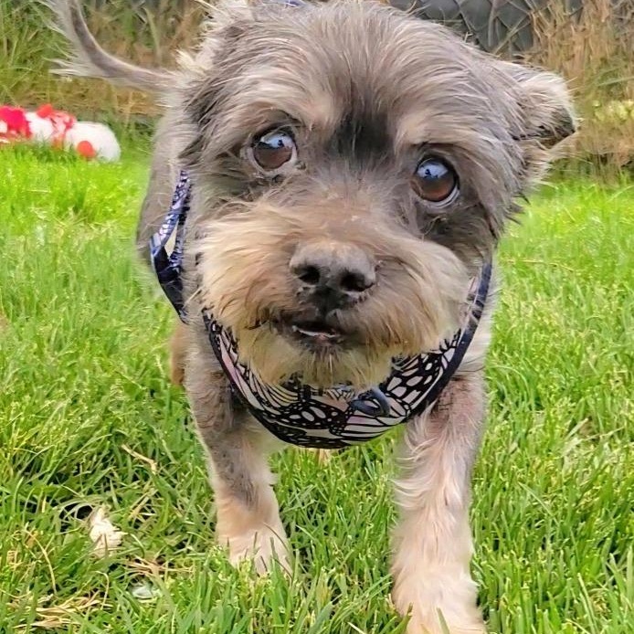 Enlarge Rosie, an adoptable mixed breed in Severn, MD image 2/4
