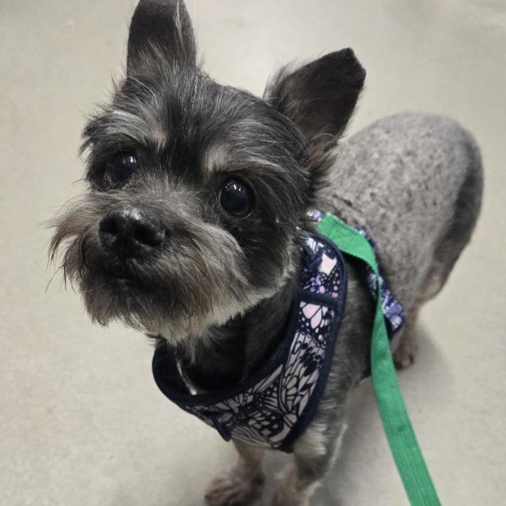 Enlarge Rosie, an adoptable mixed breed in Severn, MD image 3/4