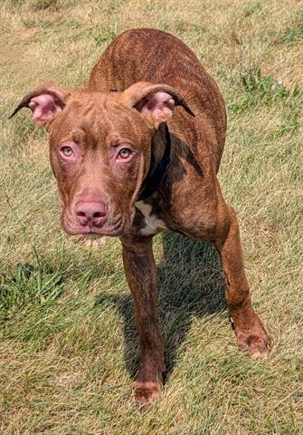 SHOCK, Adoptable, Young Male Pit Bull Terrier & Mixed Breed.