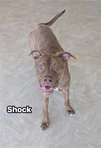 SHOCK, Adoptable, Young Male Mastiff & Pit Bull Terrier.