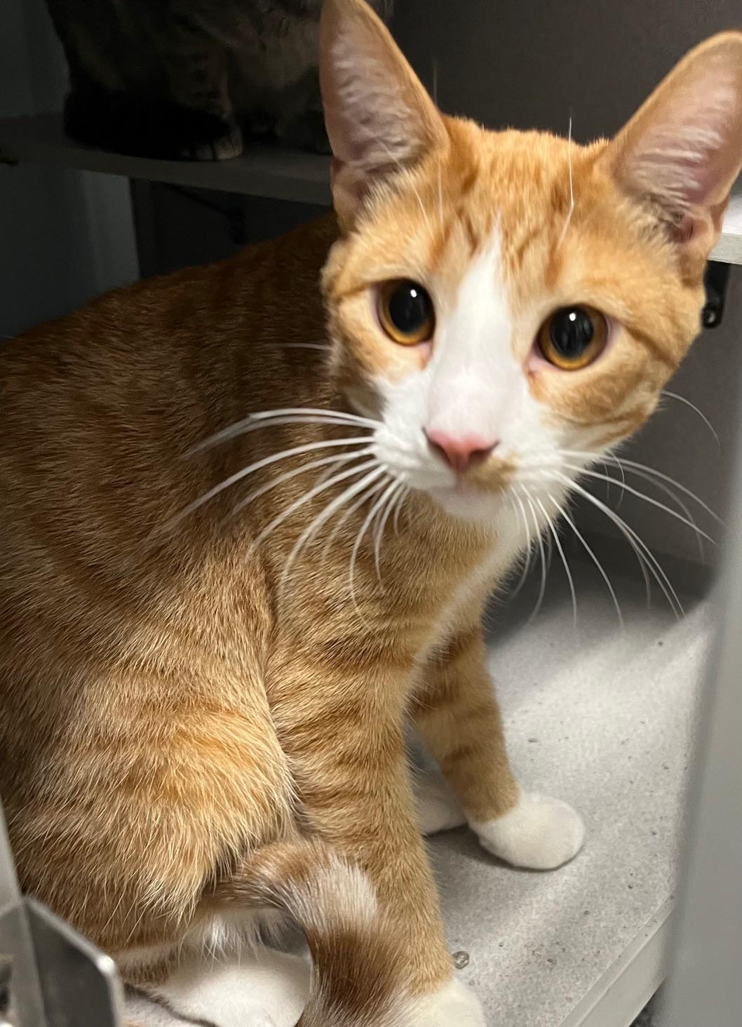 Enlarge Doc, a ADOPTABLE Domestic Short Hair in Webster City, IA image 1/1