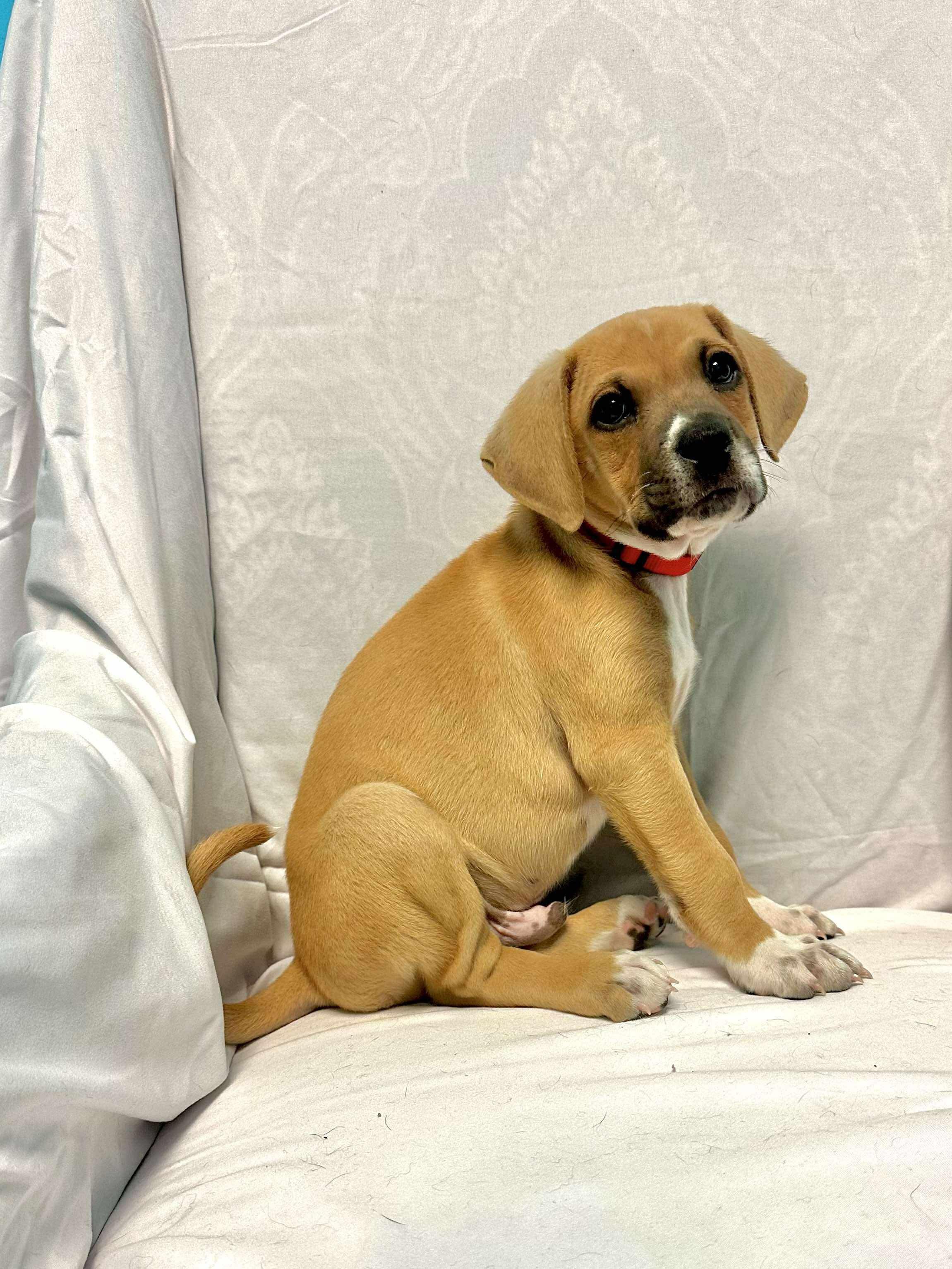 Simba