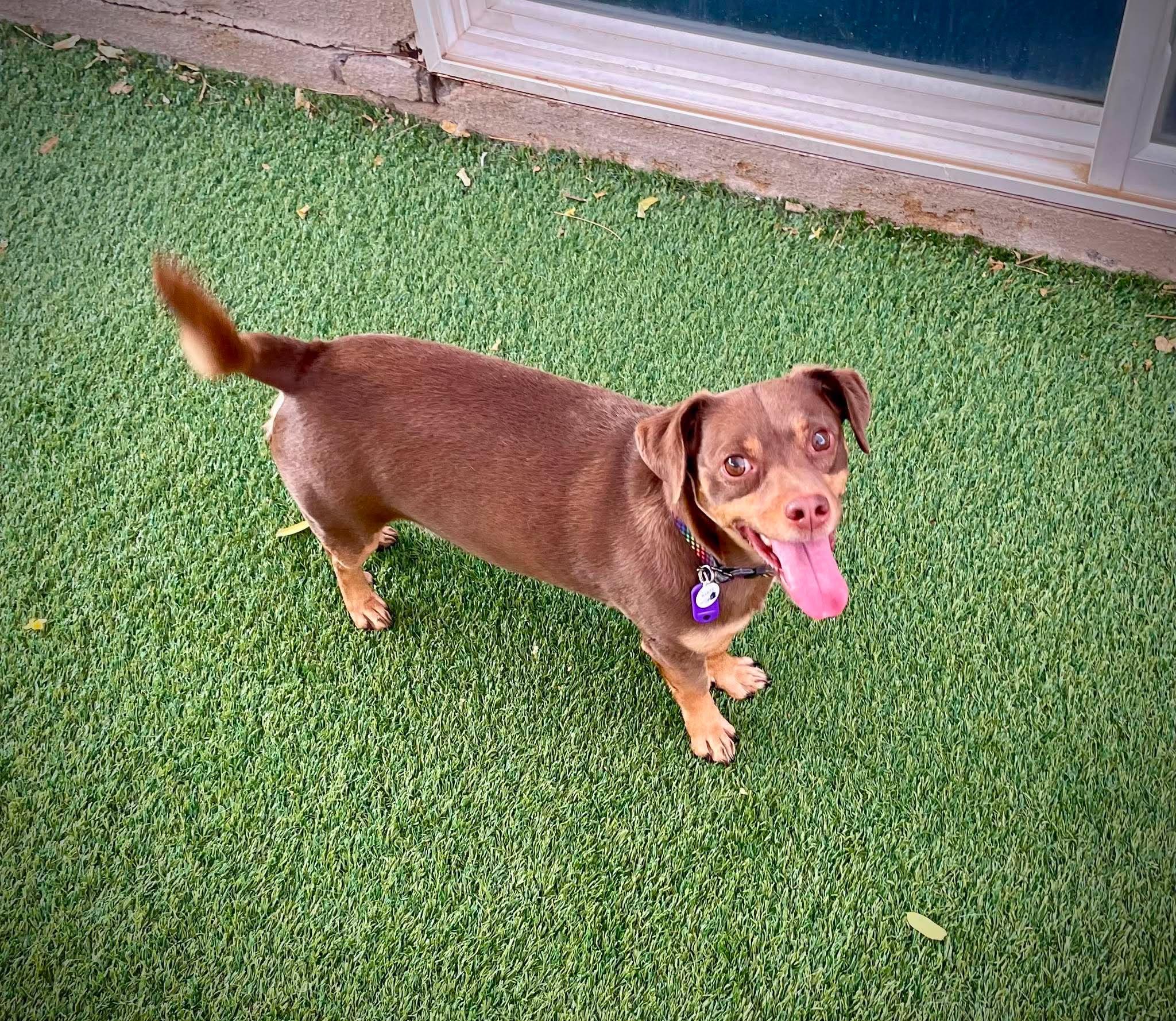 Enlarge Roly Poly, a Adoptable mixed breed in Phoenix, AZ image 2/5