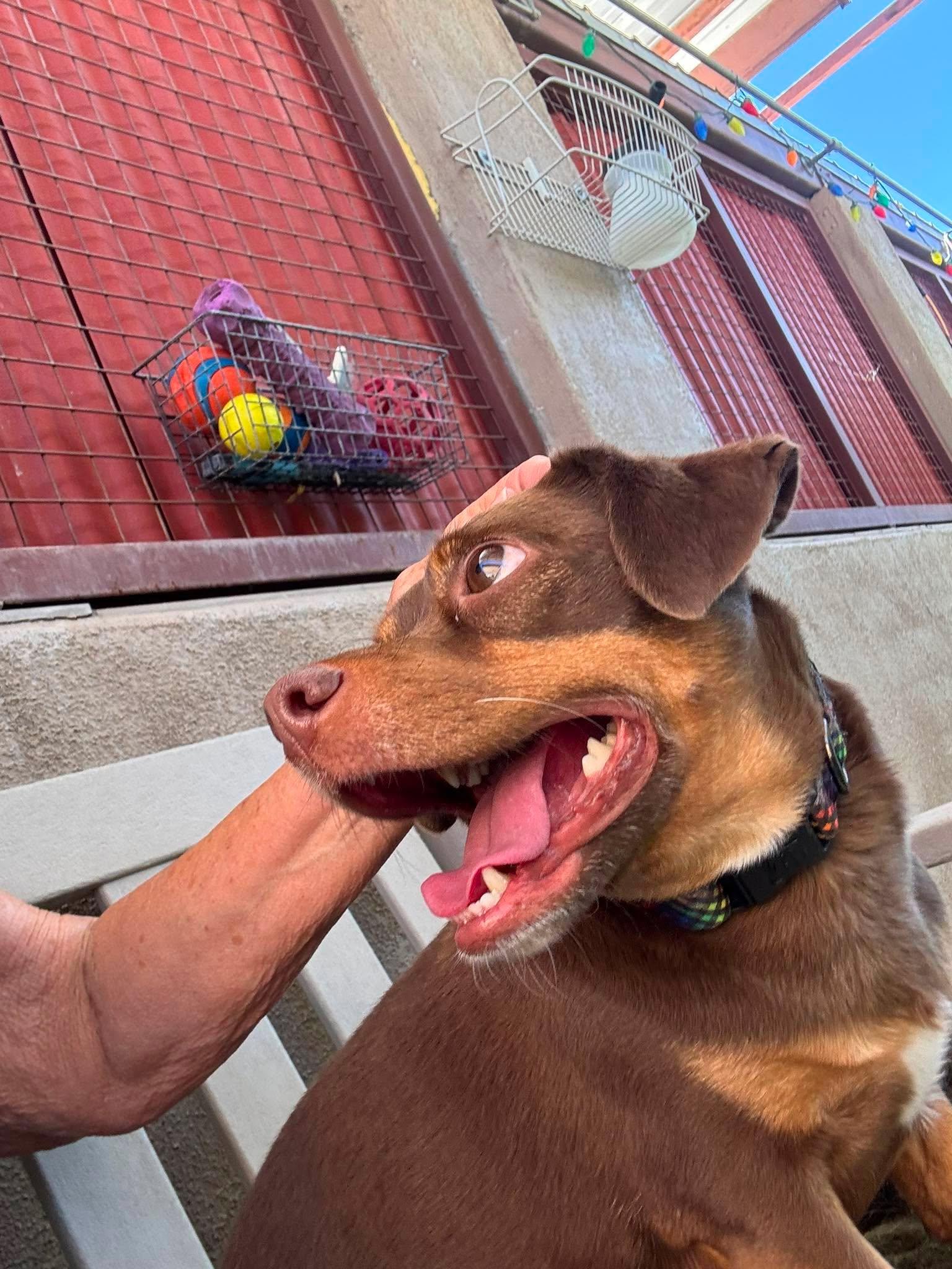 Enlarge Roly Poly, a Adoptable mixed breed in Phoenix, AZ image 3/5