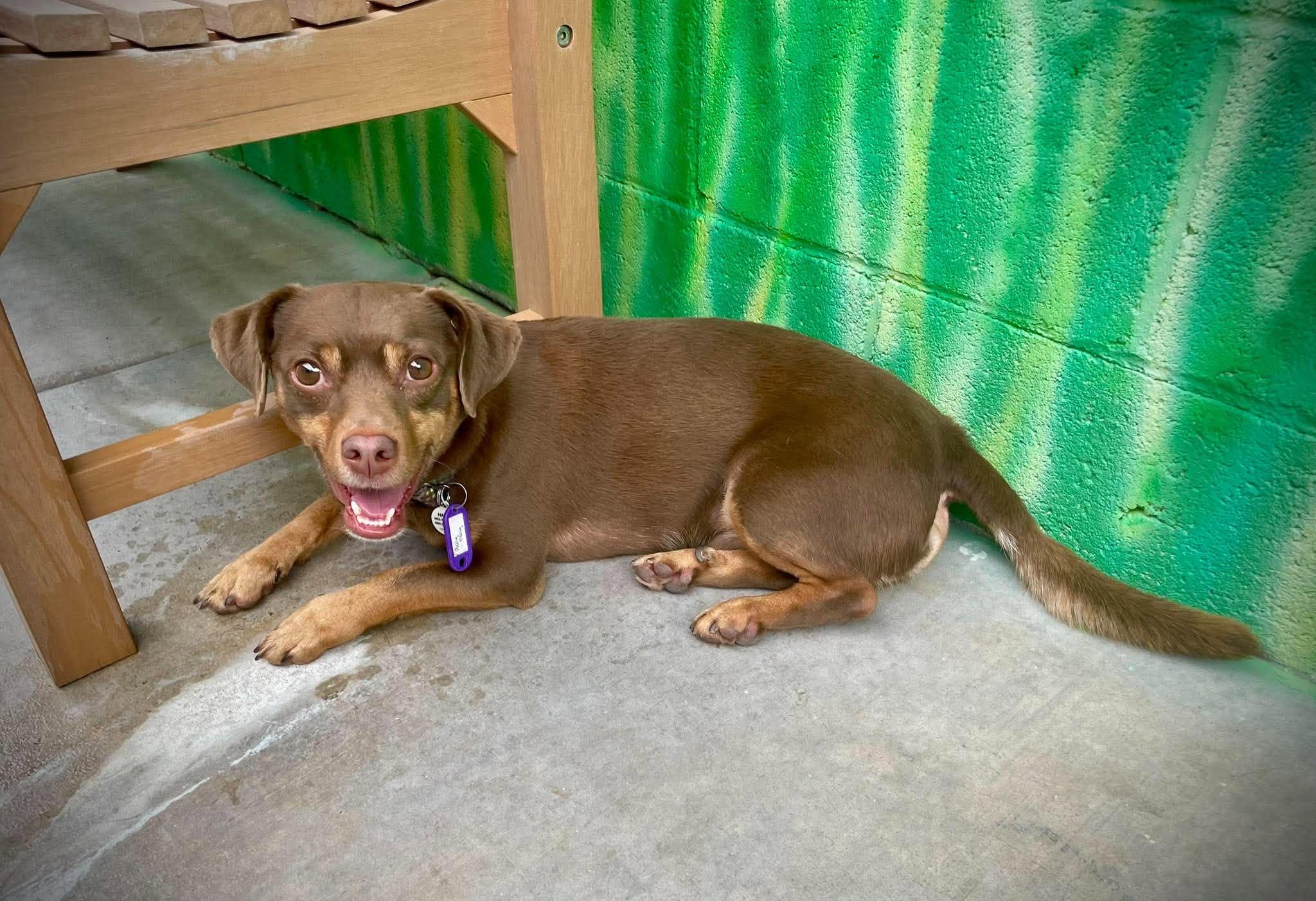 Enlarge Roly Poly, a Adoptable mixed breed in Phoenix, AZ image 4/5