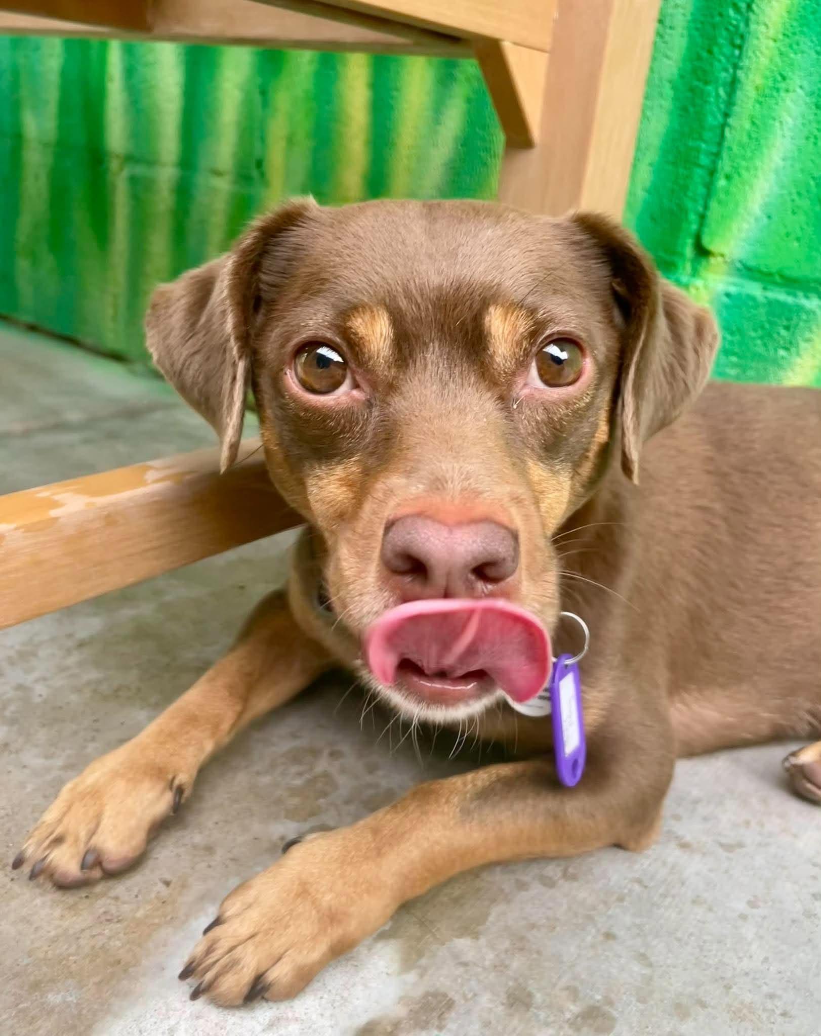 Roly Poly, Adoptable, Young Male Chihuahua.