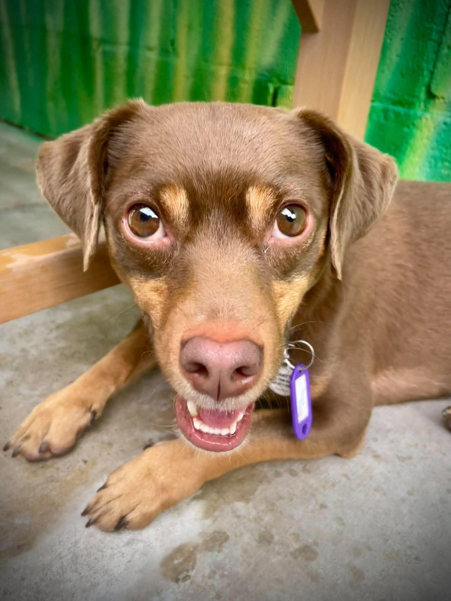 Enlarge Roly Poly, a Adoptable mixed breed in Phoenix, AZ image 5/5