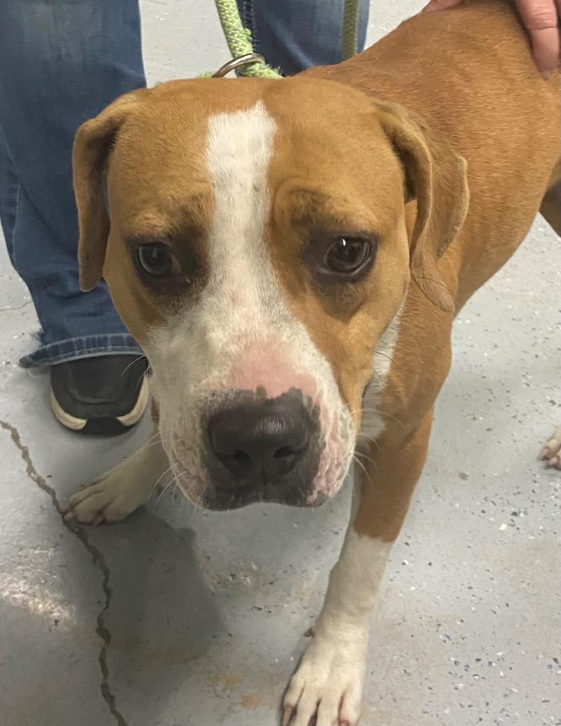 Enlarge Scarlet, a Adoptable mixed breed in Beebe, AR image 1/1