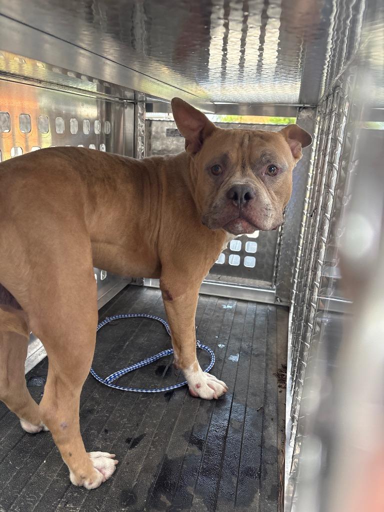 Enlarge Fresh, a Adoptable American Bully in Effingham, SC image 1/1