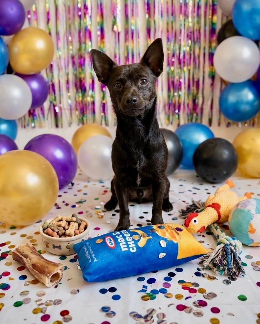 Apollo, a Adoptable Chihuahua in Queen Creek, AZ image 3/3