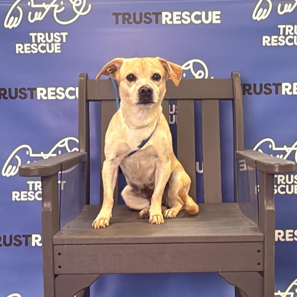 Enlarge CRUMPET, a Adoptable Terrier in Atco, NJ image 2/6