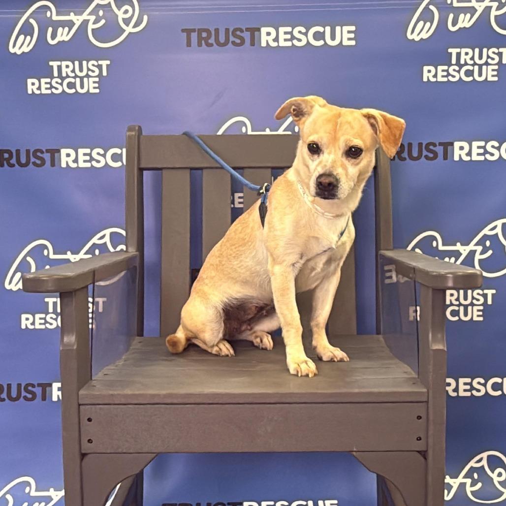 Enlarge CRUMPET, a Adoptable Terrier in Atco, NJ image 3/6