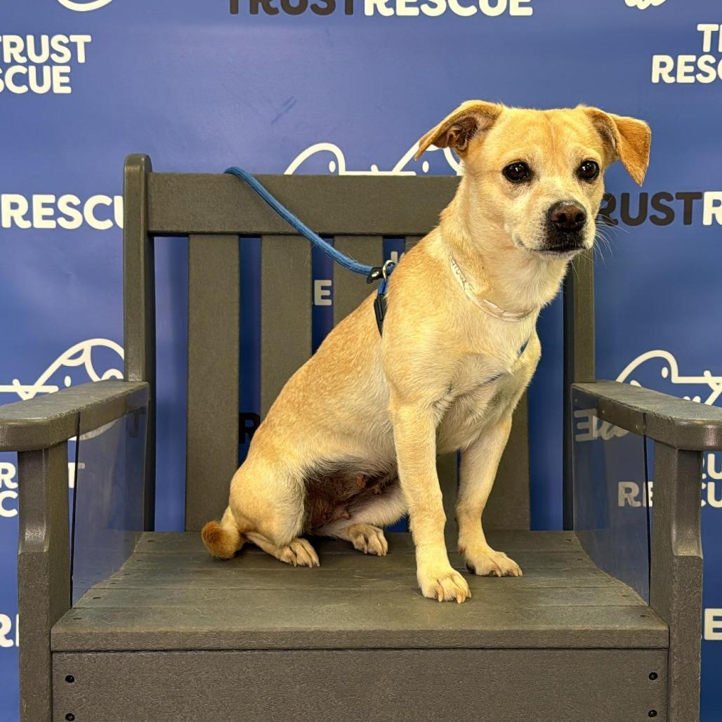 Enlarge CRUMPET, a Adoptable Terrier in Atco, NJ image 4/6