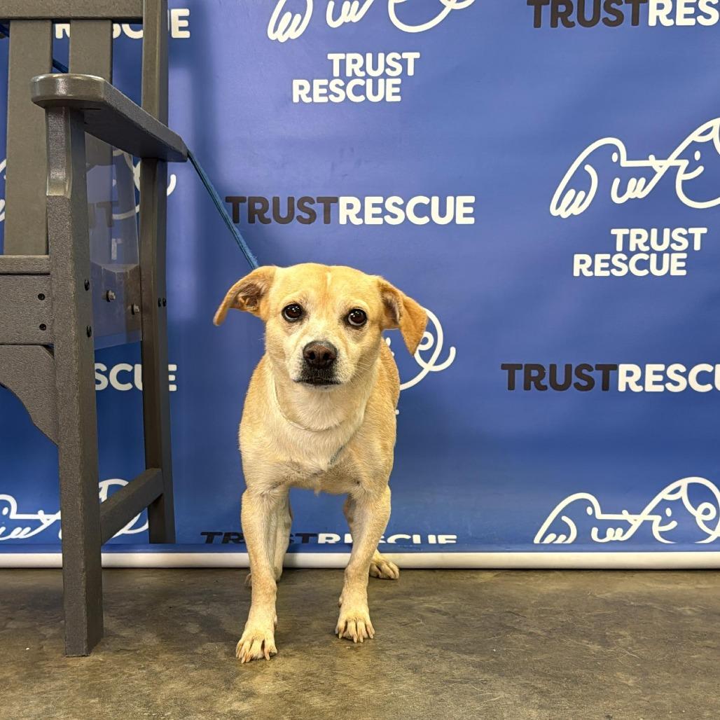 Enlarge CRUMPET, a Adoptable Terrier in Atco, NJ image 5/6