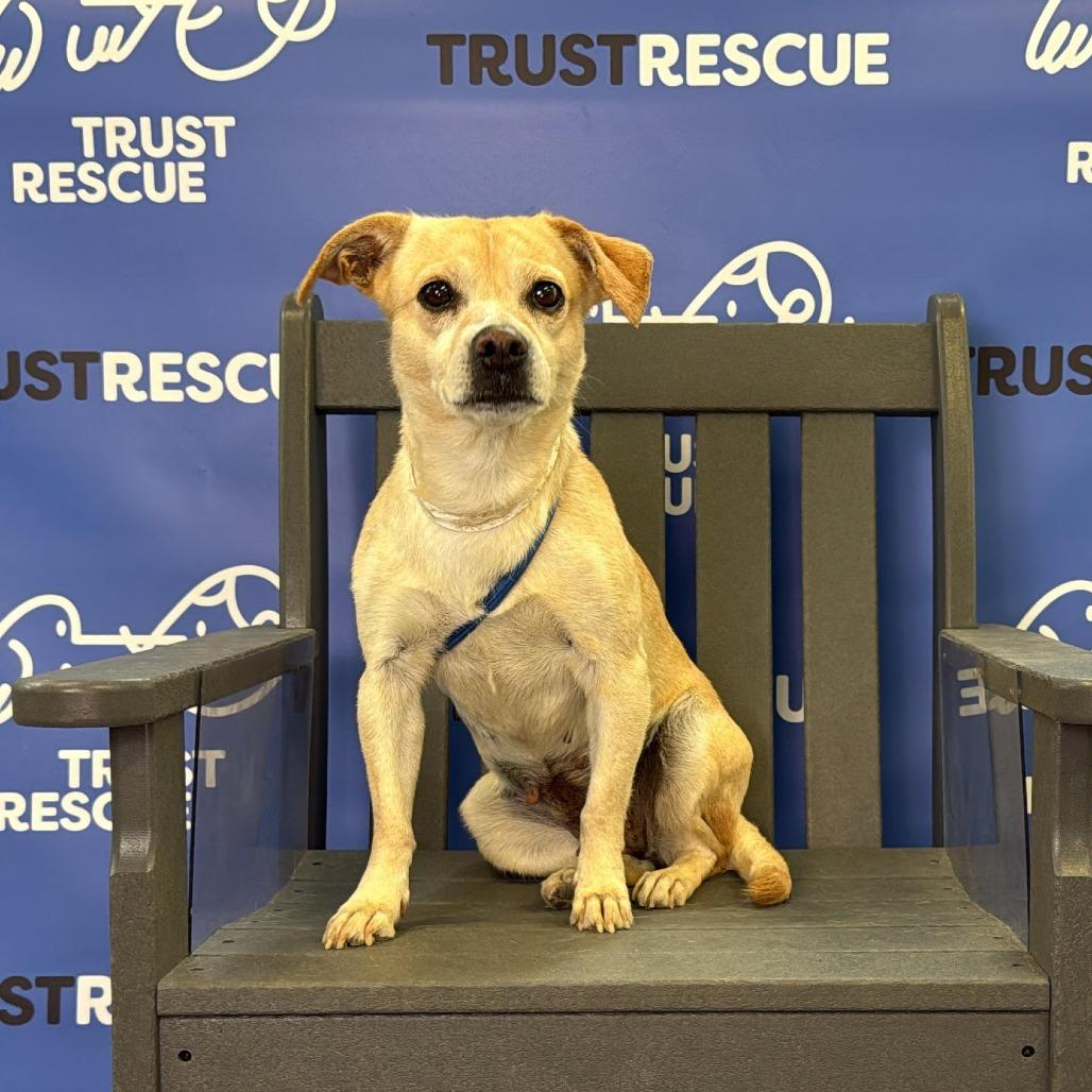 Enlarge CRUMPET, a Adoptable Terrier in Atco, NJ image 6/6