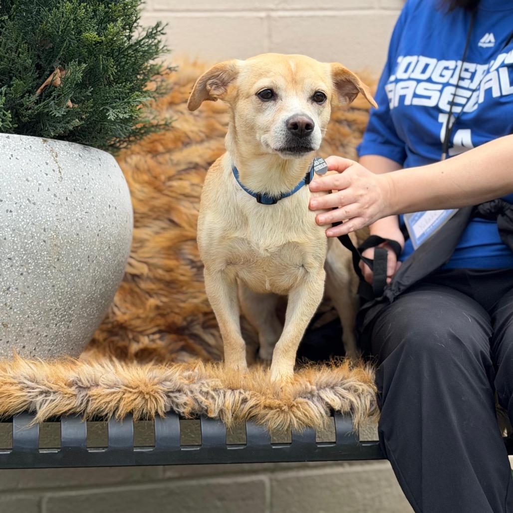 CRUMPET, Adoptable, Adult Female Terrier.