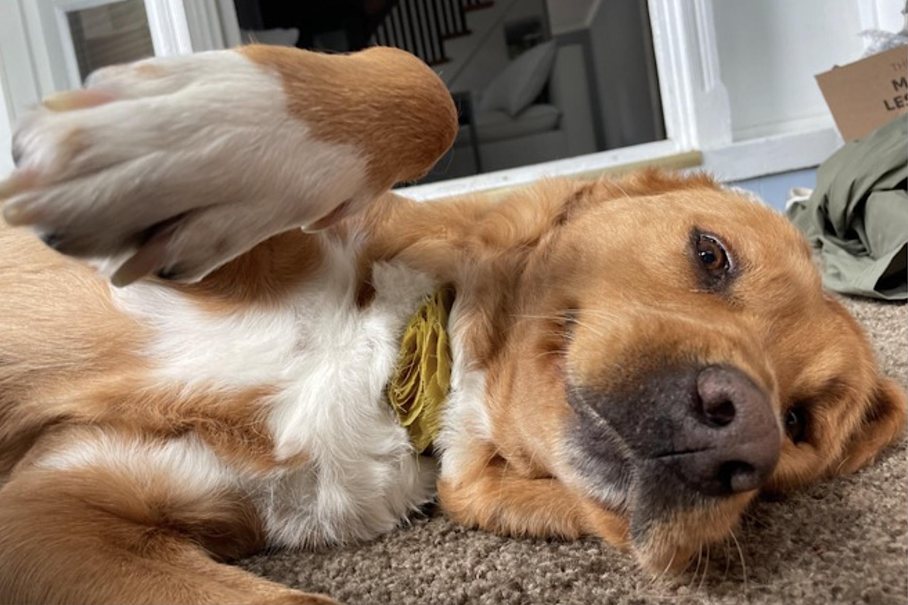 Enlarge Maple, a Adoptable mixed breed in Princeton, NJ image 5/6