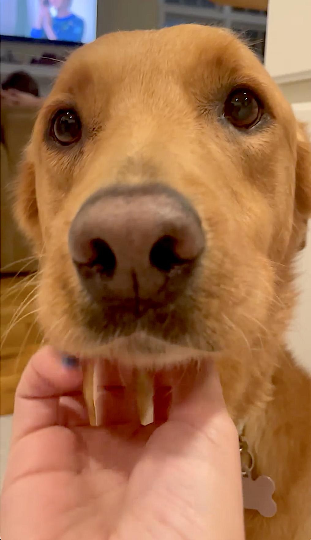 Enlarge Maple, a Adoptable mixed breed in Princeton, NJ image 2/6
