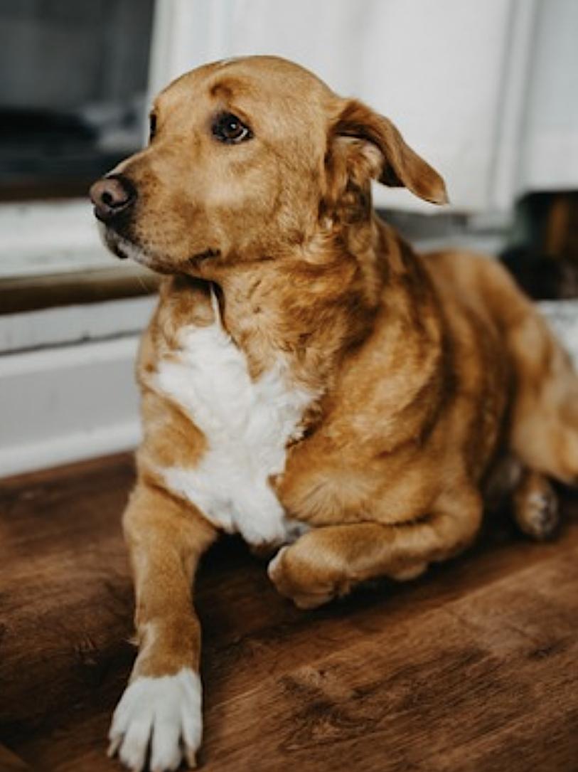 Enlarge Maple, a Adoptable mixed breed in Princeton, NJ image 3/6