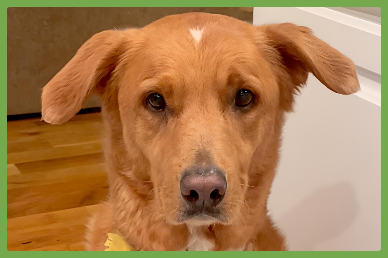 Enlarge Maple, a Adoptable mixed breed in Princeton, NJ image 1/6