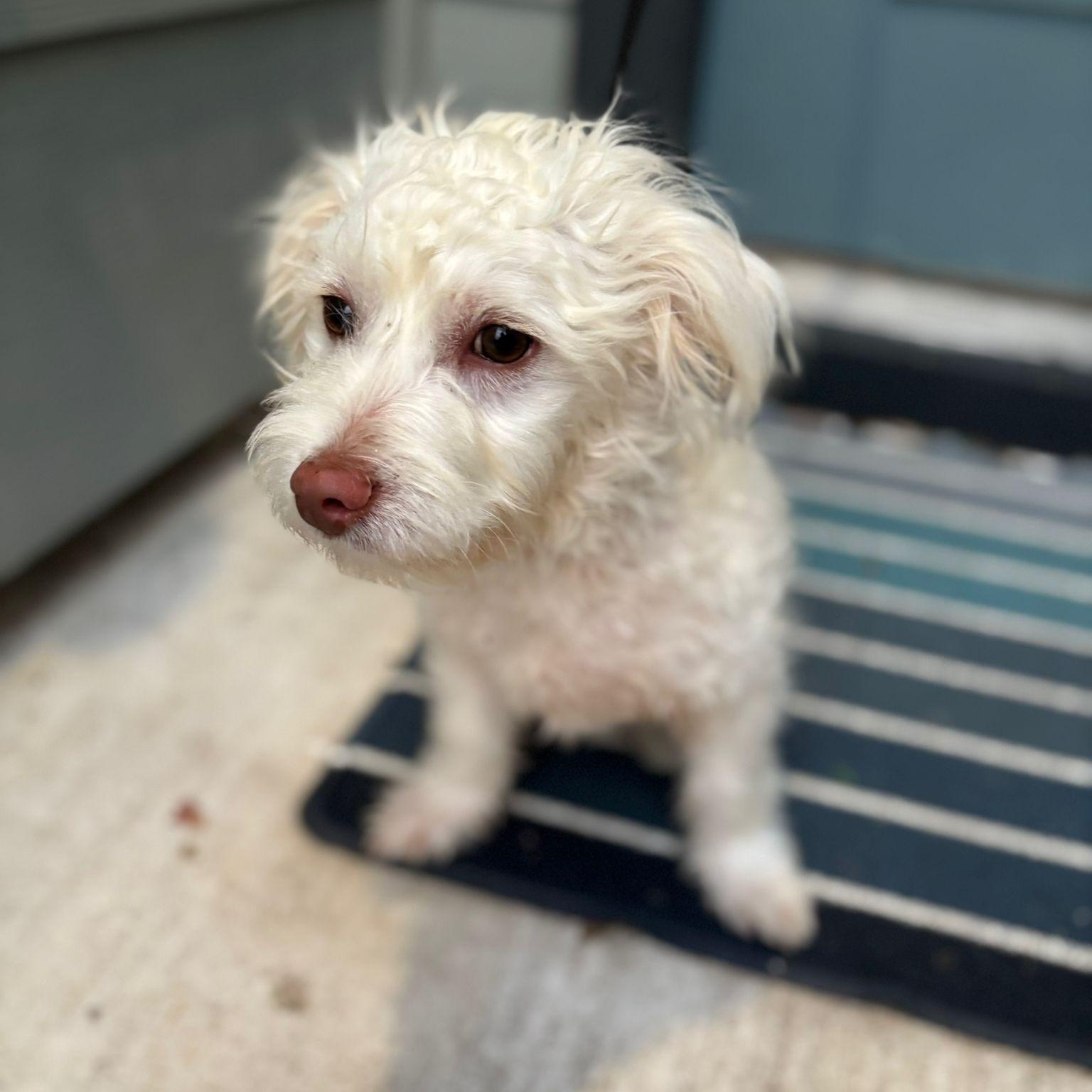 Mango, a Adopted West Highland White Terrier / Westie in Billings , MT image 3/6