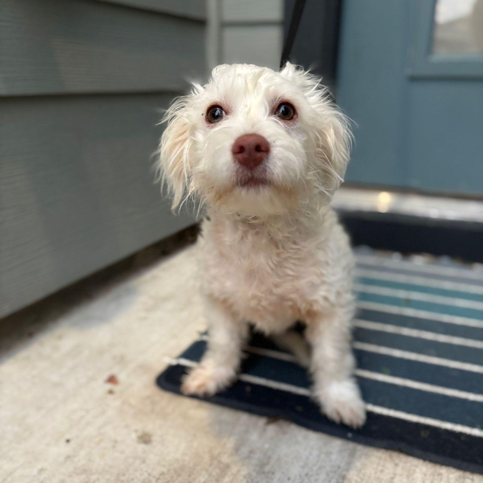 Mango, a Adopted West Highland White Terrier / Westie in Billings , MT image 4/6