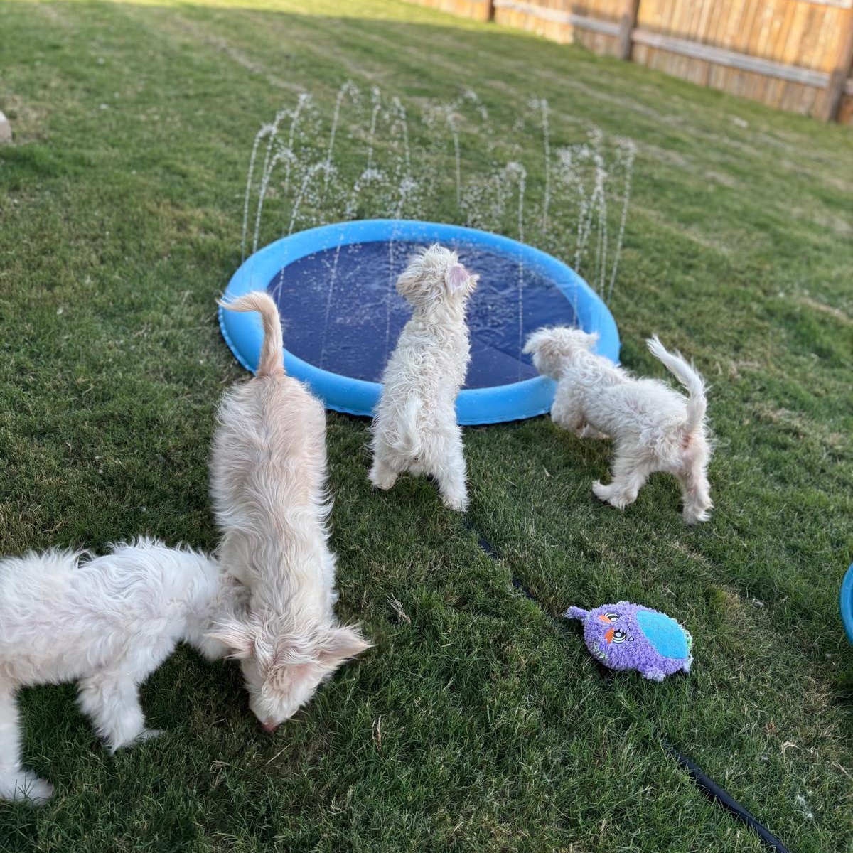 Mango, a Adopted West Highland White Terrier / Westie in Billings , MT image 6/6