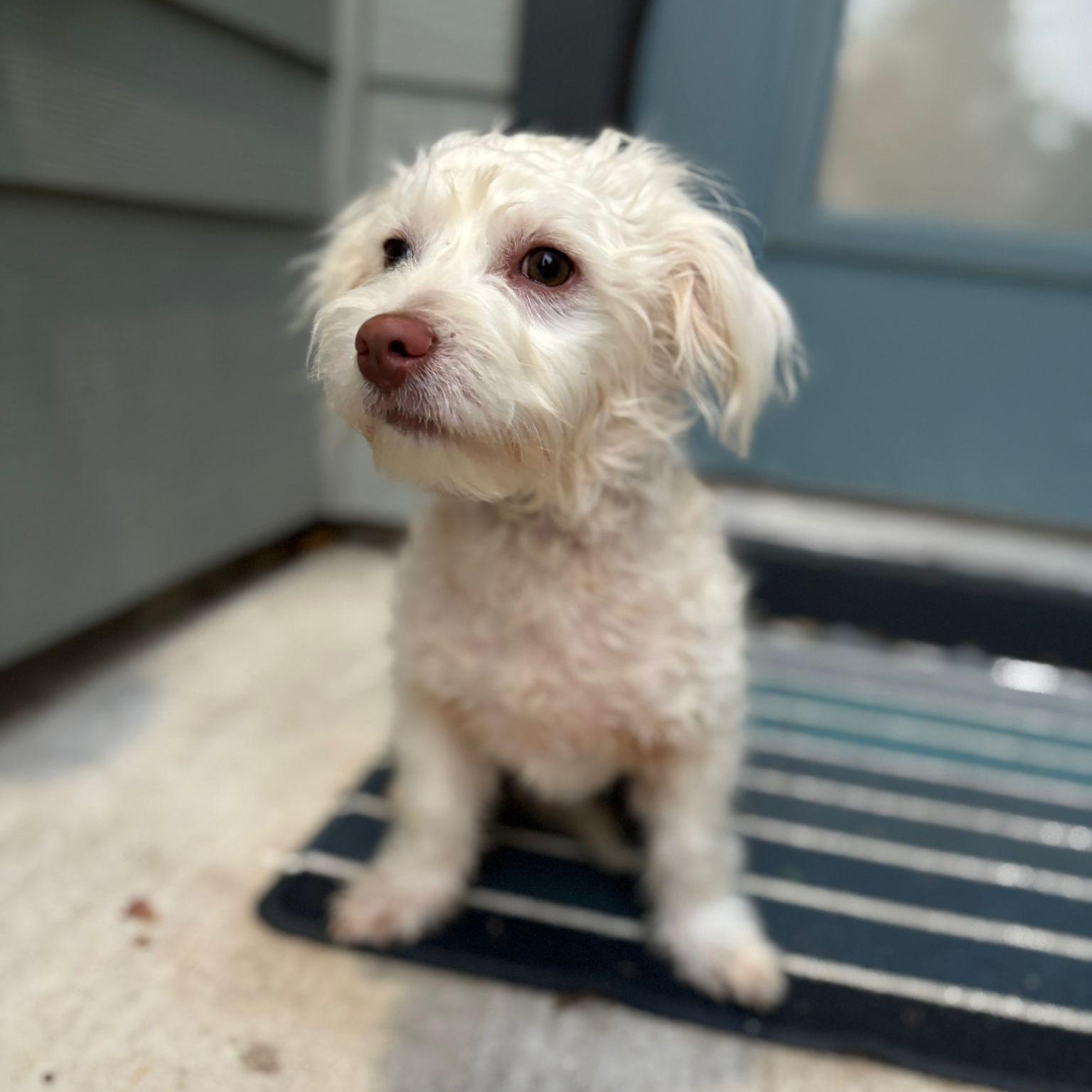 Mango, a Adopted West Highland White Terrier / Westie in Billings , MT image 1/6
