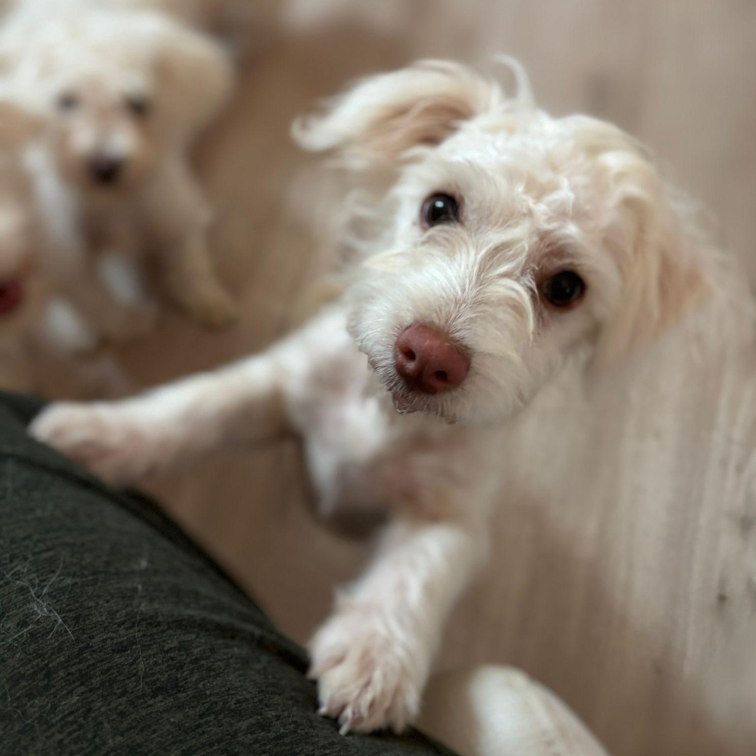 Mango, a Adopted West Highland White Terrier / Westie in Billings , MT image 2/6