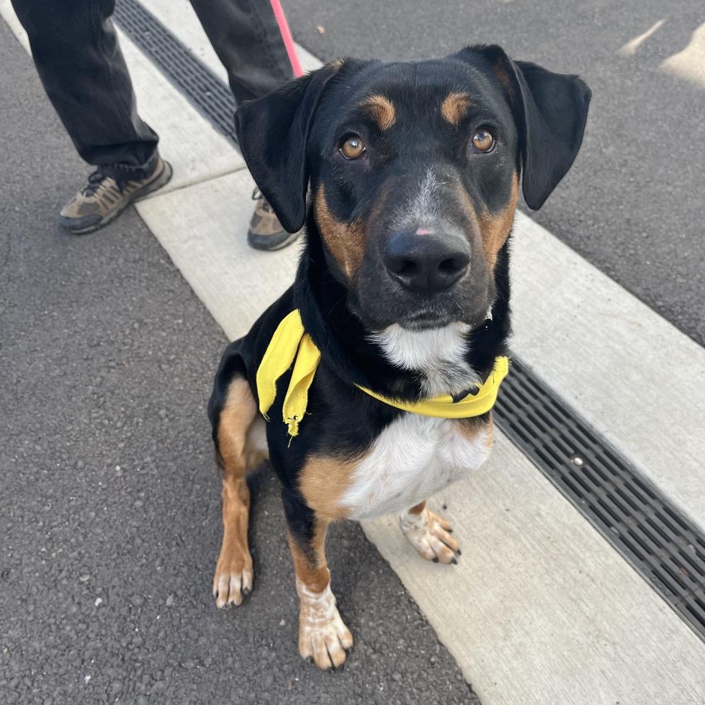 Johnny, Adoptable, Adult Male Hound & Mixed Breed.