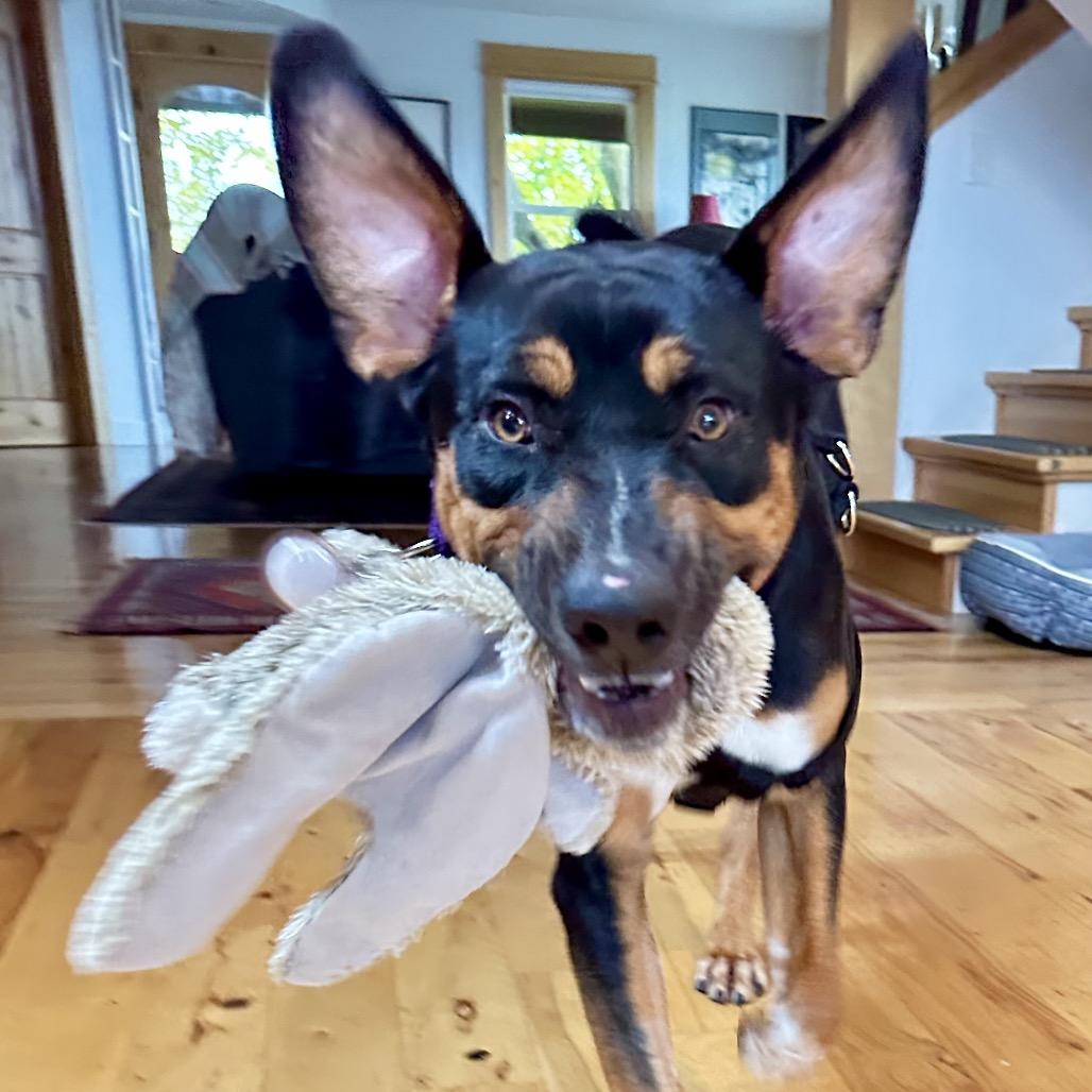 Enlarge Johnny, a Adoptable mixed breed in Ashland, OR image 2/6